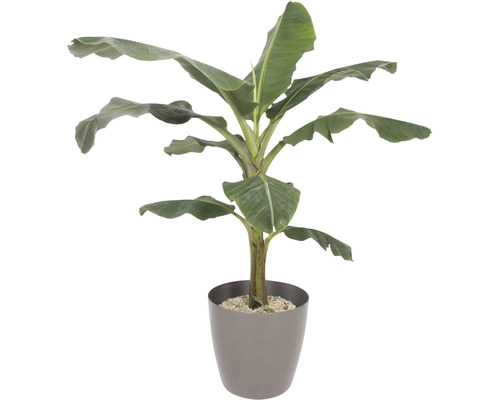 Bananier d'Abyssinie dans cache-pot Artevasi San Remo avec roues plastique taupe Ø 42 cm hauteur totale avec la plante env. 170 cm