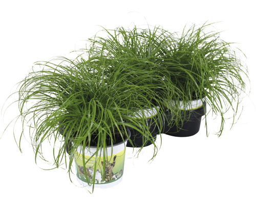 3 x herbe à chat 'Zumula' PetSnack FloraSelf Cyperus alternifolius 'Zumula' h 15-25 cm pot de Ø 12 cm