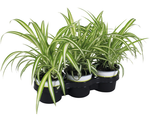 3 x plante-araignée 'Zumula' PetSnack Chlorophytum comosum h 20-25 cm pot Ø 12 cm pour oiseaux, rongeurs, reptiles et chats