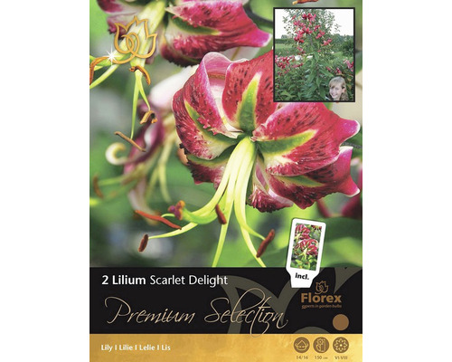 Bulbes de lys 'Scarlet Delight' Premium Selection 2 pces-0