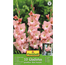 Bulbes de glaïeuls FloraSelf 'Rose Supreme' 10 pces-thumb-0