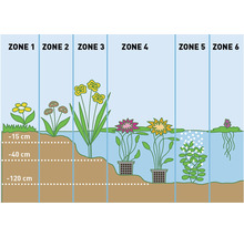 Kit de plantes aquatiques purifiantes FloraSelf pour le bord du bassin et zone marécageuse (6 pièces) pot Ø 9 cm-thumb-1