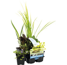 Kit de plantes aquatiques purifiantes FloraSelf pour le bord du bassin et zone marécageuse (6 pièces) pot Ø 9 cm-thumb-0