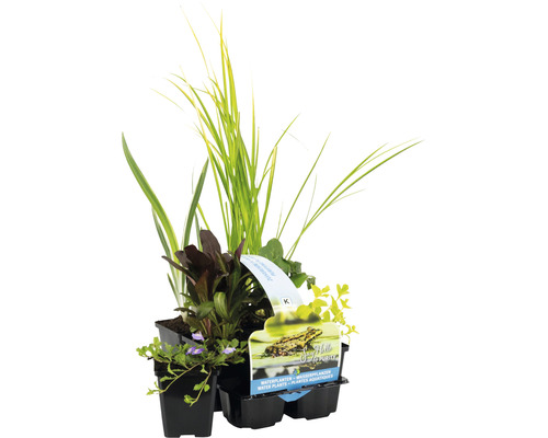 Kit de plantes aquatiques purifiantes FloraSelf pour le bord du bassin et zone marécageuse (6 pièces) pot Ø 9 cm