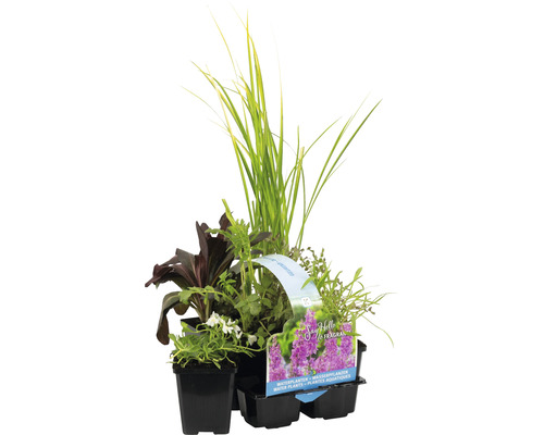 Kit de plantes aquatiques parfumées FloraSelf pour le bord du bassin (6 pièces) pot Ø 9 cm