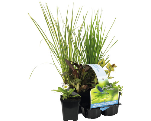 Kit de plantes aquatiques sans danger pour les insectes FloraSelf pour le bord du bassin (6 pièces) pot Ø 9 cm