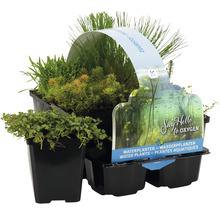 Kit de plantes aquatiques FloraSelf pour la zone marécageuse (6 pièces) pot Ø 9 cm-thumb-0