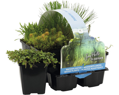 Kit de plantes aquatiques FloraSelf pour la zone marécageuse (6 pièces) pot Ø 9 cm-0