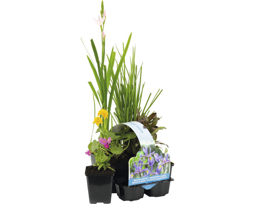 Kit de plantes aquatiques fleuries FloraSelf pour le bord du bassin (6 pièces) pot Ø 9 cm