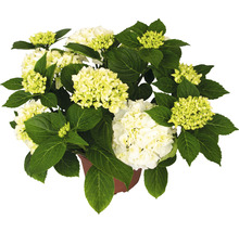 Hortensia Hydrangea macrophylla 'Bright White' h 30-40 cm Co 5 l-thumb-0
