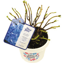Hortensia Hydrangea macrophylla 'Diva fiore' ® bleu h 30-40 cm Co 5 l bleu-thumb-4