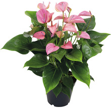 Langue de feu FloraSelf Anthurium x Hybride 'Joli Pink' h 45-50 cm pot Ø 17 cm-thumb-0