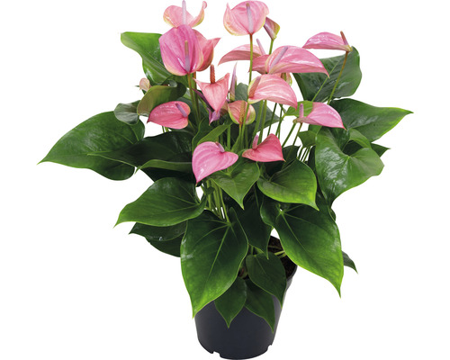 Langue de feu FloraSelf Anthurium x Hybride 'Joli Pink' h 45-50 cm pot Ø 17 cm-0