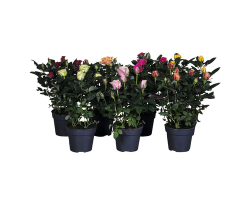 MÉLANGE rosier PatioHit® FloraSelf h 30-40 cm pot Ø 13 cm diff. variétés