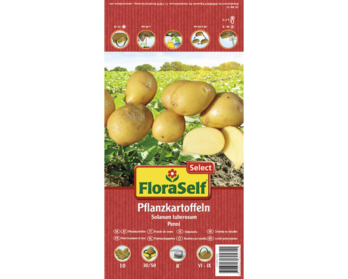 Plants de pommes de terre 'Penni' FloraSelf Select chair plutôt ferme 10 pièces
