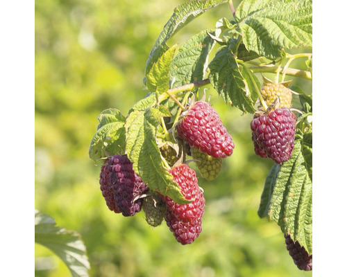 Framboise-mûre Hof:Obst Rubus 'Buckingham Tayberry' ® H 30-40 cm pot 3,4 l framboise au goût de mûre