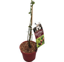 Framboise-mûre Hof:Obst Rubus 'Buckingham Tayberry' ® H 30-40 cm pot 3,4 l framboise au goût de mûre-thumb-1