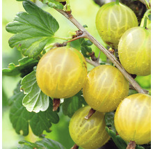 Grosses groseilles à maquereau jaunes et sucrées Hof:Obst Ribes uva-crispa ‘Solemio‘® H 30-40 cm pot 3,4 l-thumb-0