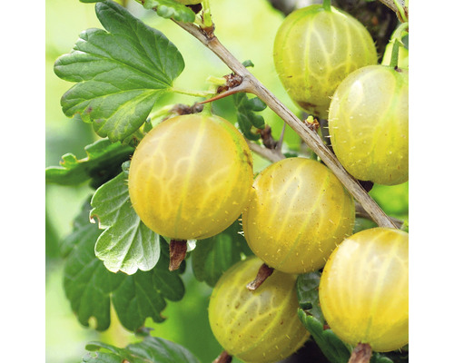 Grosses groseilles à maquereau jaunes et sucrées Hof:Obst Ribes uva-crispa ‘Solemio‘® H 30-40 cm pot 3,4 l-0