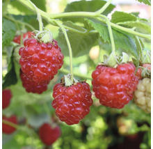 Grosse framboise d'automne Hof:Obst Rubus idaeus Primeberry ® 'Autumn Happy' ® H 30-40 cm pot 3,4 l-thumb-0