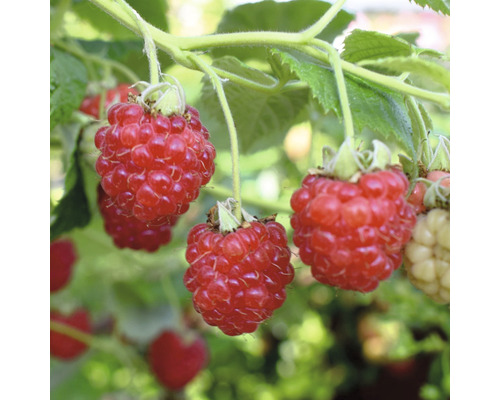 Grosse framboise d'automne Hof:Obst Rubus idaeus Primeberry ® 'Autumn Happy' ® H 30-40 cm pot 3,4 l-0