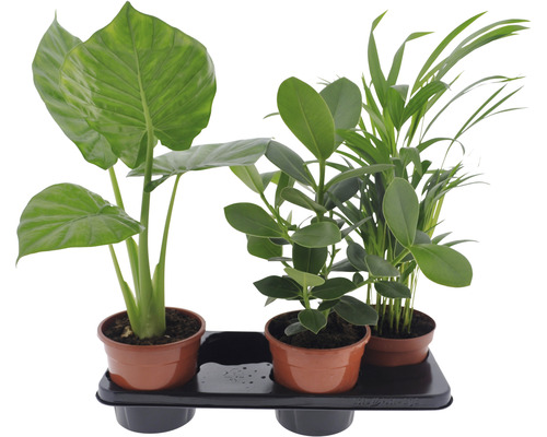 Ensemble de plantes vertes de bureau mélange pack de 3 pot Ø 17 cm