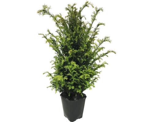 If FloraSelf Taxus baccata h 60-80 cm en ClickCo