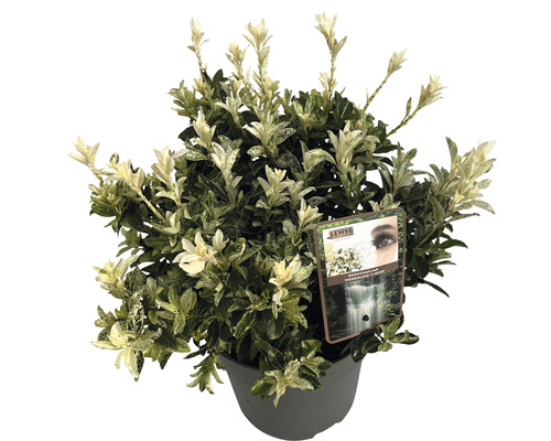 Fusain du Japon FloraSelf Euonymus japonica 'Pierrolino' h 25-35 cm Co 5 l