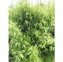 Bambou de jardin résistant à l'hiver Fargesia hybride 'Winter Joy' h 40-50 cm Co 3 l-thumb-0