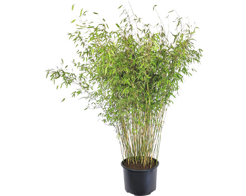 Bambou de jardin résistant à l'hiver FloraSelf Fargesia hybride 'Winter Joy' H 175-200 cm Co 50 l