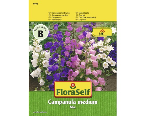 Campanule carillon 'Mix' FloraSelf semences non-hybrides graines de fleurs