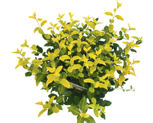 Fusain de fortune jaune éclatant FloraSelf Euonymus fort. GOLDMINE ® H 25-30 cm Co 5 L buissonneux