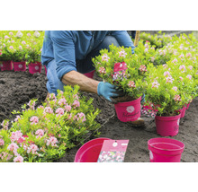 Rhododendron nain alternative au buis Bloombux® Magenta Rhododendron micranthum «Bloombux»® h 20-30 cm Co 2 l-thumb-3