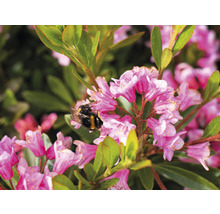 Rhododendron nain alternative au buis Bloombux® Magenta Rhododendron micranthum «Bloombux»® h 20-30 cm Co 2 l-thumb-2