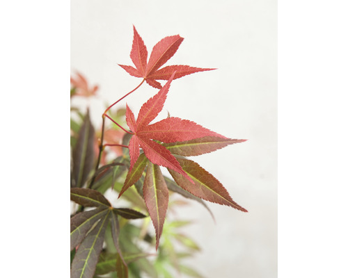 Érable rouge palmé Acer palmatum 'Atropurpureum' H 40-50 Co 3 l-0