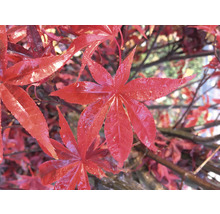 Érable rouge palmé Acer palmatum 'Atropurpureum' H 40-50 Co 3 l-thumb-3