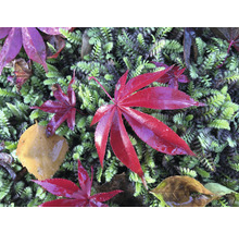 Érable rouge palmé Acer palmatum 'Atropurpureum' H 40-50 Co 3 l-thumb-6
