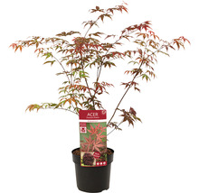 Érable rouge palmé Acer palmatum 'Atropurpureum' H 40-50 Co 3 l-thumb-1
