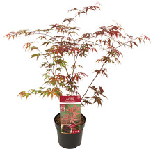 Érable rouge palmé Acer palmatum 'Atropurpureum' H 40-50 Co 3 l-thumb-2