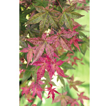 Érable du Japon Acer palmatum 'Beni Maiko' H 30-40 cm Co 3 l-thumb-0