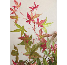 Érable du Japon Acer palmatum 'Beni Maiko' H 30-40 cm Co 3 l-thumb-3