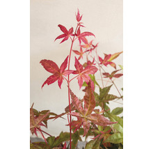 Érable du Japon Acer palmatum 'Beni Maiko' H 30-40 cm Co 3 l-thumb-4