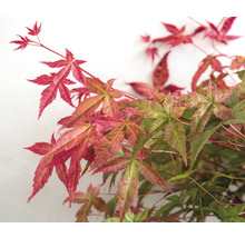 Érable du Japon Acer palmatum 'Beni Maiko' H 30-40 cm Co 3 l-thumb-6
