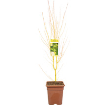 Érable palmé à bois jaune Acer palmatum 'Bi Hoo' H 100-125 cm Co 14 l carré-thumb-2