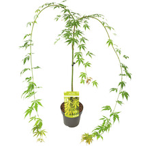 Érable palmé retombant Acer palmatum 'Cascade Emerald' demi-tige 40 cm Co 3 l-thumb-1