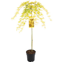 Érable palmé retombant Acer palmatum 'Cascade Gold' demi-tige 90 cm Co 6,5 l-thumb-1