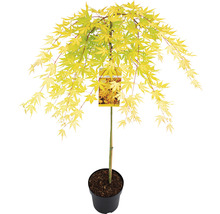 Érable palmé retombant Acer palmatum 'Cascade Gold' demi-tige 90 cm Co 6,5 l-thumb-2