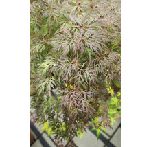 Érable du Japon rouge foncé Acer palmatum 'Dissectum Atropurpureum' demi-tige 90 cm Co 6,5 l-thumb-0