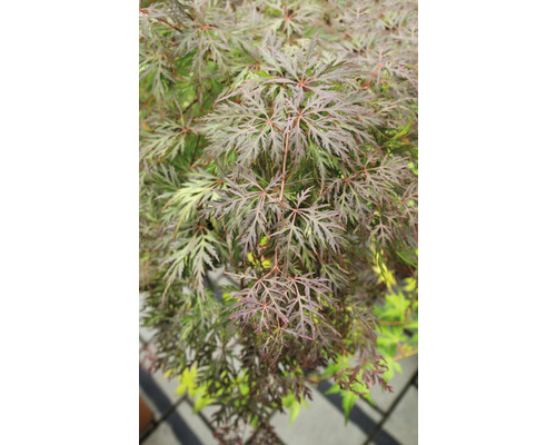 Érable du Japon rouge foncé Acer palmatum 'Dissectum Atropurpureum' demi-tige 90 cm Co 6,5 l-0