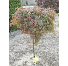 Érable du Japon rouge foncé Acer palmatum 'Dissectum Atropurpureum' demi-tige 90 cm Co 6,5 l-thumb-1